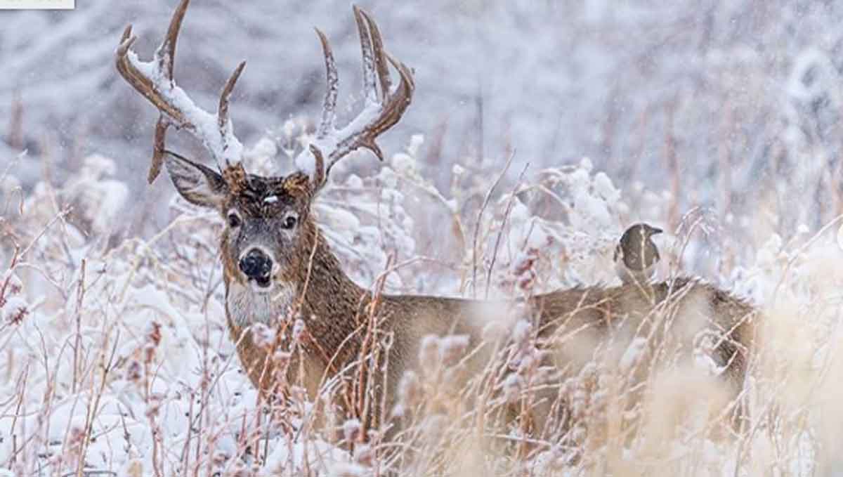 Venado Cola Blanca