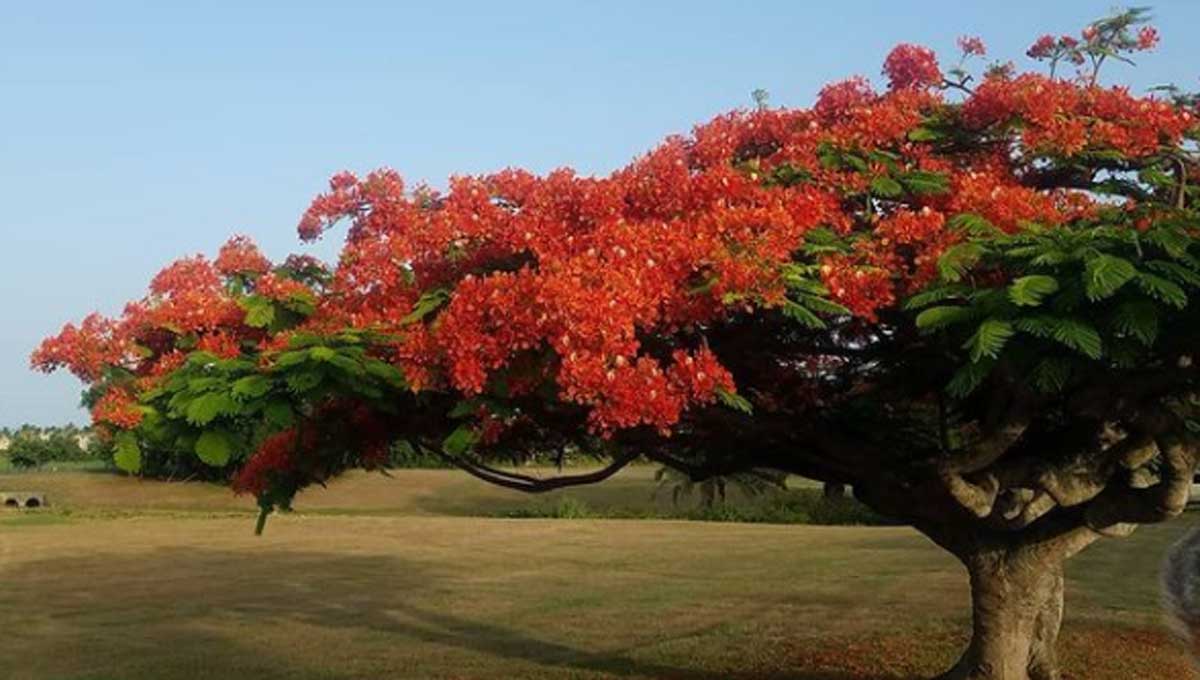 flamboyan